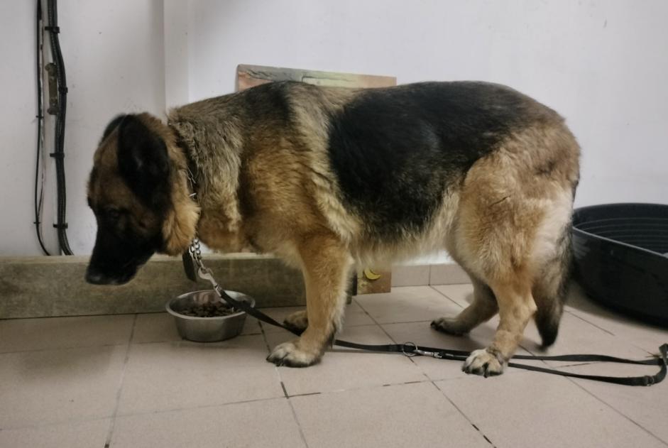 Alerte Découverte Chien  Femelle Habarcq France