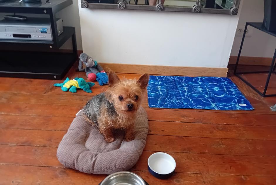 Alerte Disparition Chien Mâle , 14 ans Béthune France Alerte Disparition Chien Mâle , 14 ans Béthune France