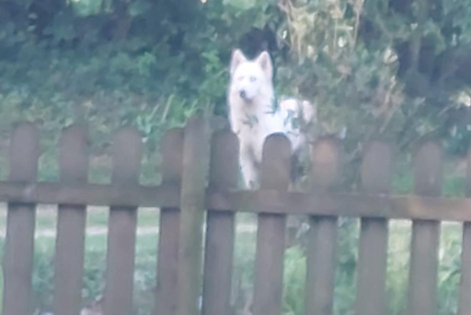 Ontdekkingsalarm Hond rassenvermenging Vrouwtje Teneur Frankrijk Ontdekkingsalarm Hond rassenvermenging Vrouwtje Teneur Frankrijk
